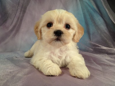 Female Lhasa Bichon Puppy for sale Along the Iowa Minnesota Border 2012